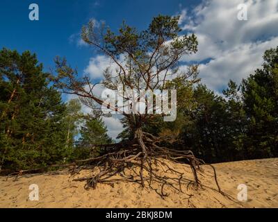 Tanzender Baum, der auf Sanddüne im ehemaligen militärischen Trainingsgelände wächst. Polen. Stockfoto