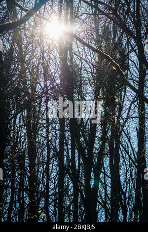 Baum Sonnenlicht Hintergründe, die Sonne scheint durch einen majestätischen grünen Baum. Stockfoto