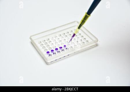 Lab Tests. Anwendung von Proben in den Vertiefungen der Platte. Stockfoto