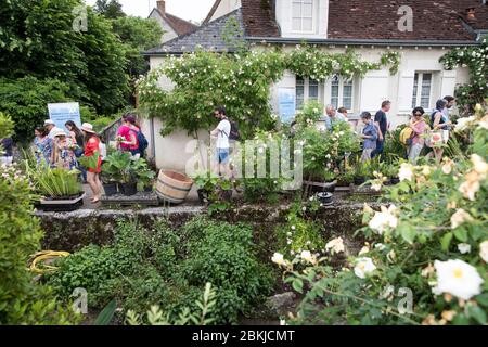 Frankreich, Indre et Loire, Loire-Tal als Weltkulturerbe der UNESCO, Chédigny, einzige Dorf in Frankreich als bemerkenswerter Garten, Chédigny Rosenfest eingestuft Stockfoto