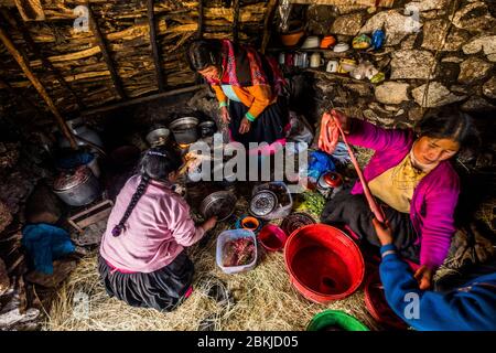 Peru, Cusco, Mahuayani, Cordillera de Sinakara, Q'ero indigene Gemeinschaft, Quiko Clan, Wurst und Wurstzubereitung aus einem geopferten Alpaka Stockfoto