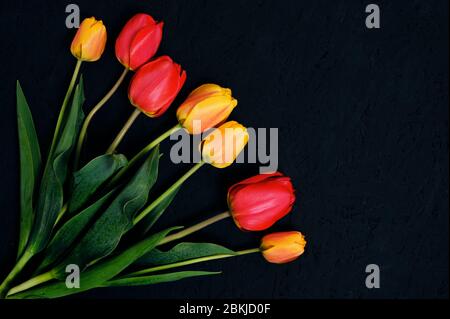 Sieben rote und gelbe Tulpen auf schwarzem Hintergrund Stockfoto
