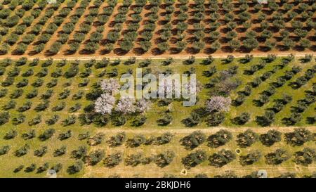 Frankreich, Bouches du Rhone, regionaler Naturpark Alpilles, Maussane les Alpilles, Mandelbäume in einem Olivenhain in Blüte (Luftaufnahme) Stockfoto