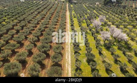 Frankreich, Bouches du Rhone, regionaler Naturpark Alpilles, Maussane les Alpilles, Mandelbäume in einem Olivenhain in Blüte (Luftaufnahme) Stockfoto