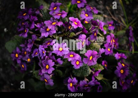 Die purpurrote Primrose 'Wanda' blüht im frühen Frühjahr Stockfoto