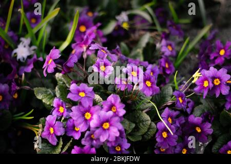 Die purpurrote Primrose 'Wanda' blüht im frühen Frühjahr Stockfoto