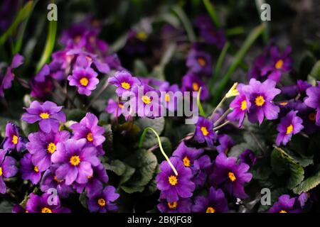 Die purpurrote Primrose 'Wanda' blüht im frühen Frühjahr Stockfoto