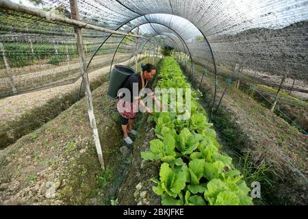 Frankreich, Guayana, Javouhey, Hmong Bauern bei der Arbeit Stockfoto