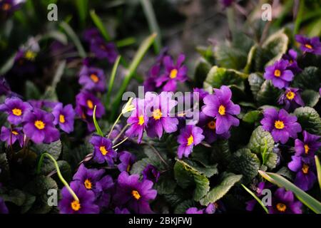 Die purpurrote Primrose 'Wanda' blüht im frühen Frühjahr Stockfoto