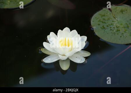 Seerose im Teich meines Gartens. Stockfoto