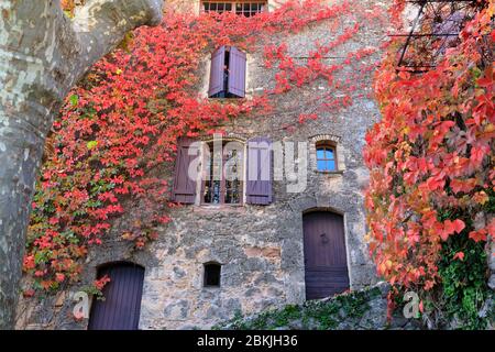 Frankreich, Var, Dracenie, Les Arcs sur Argens, Virginia Kriechgang auf einer Fassade Stockfoto