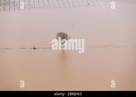 Frankreich, Var, Puget sur Argens, Hochwasser am Montag, 25. November 2019, Überlauf des Küstenflusses Argens (Luftaufnahme) Stockfoto