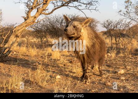 Namibia, Privatreservat, Braunhyäne oder Strandwolf (Parahyena brunnea, vor Hyena brunnea), gefangen Stockfoto