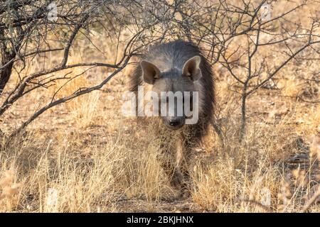 Namibia, Privatreservat, Braunhyäne oder Strandwolf (Parahyena brunnea, vor Hyena brunnea), gefangen Stockfoto