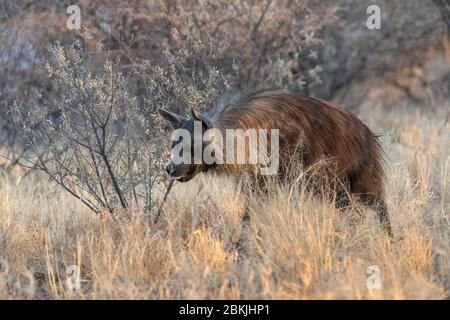 Namibia, Privatreservat, Braunhyäne oder Strandwolf (Parahyena brunnea, vor Hyena brunnea), gefangen Stockfoto