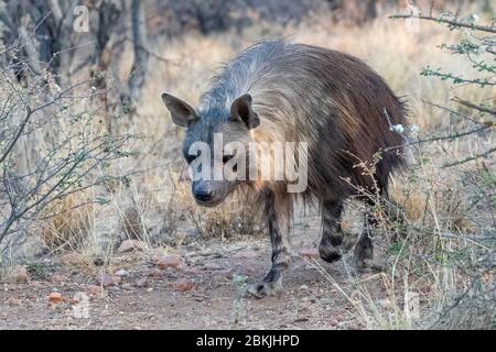 Namibia, Privatreservat, Braunhyäne oder Strandwolf (Parahyena brunnea, vor Hyena brunnea), gefangen Stockfoto