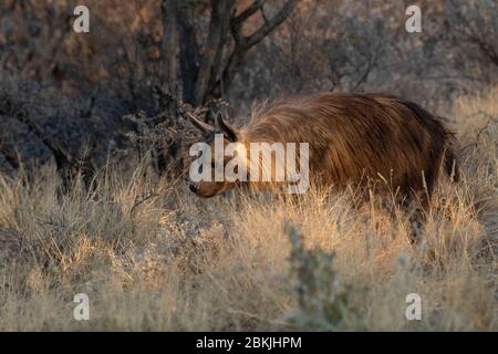 Namibia, Privatreservat, Braunhyäne oder Strandwolf (Parahyena brunnea, vor Hyena brunnea), gefangen Stockfoto