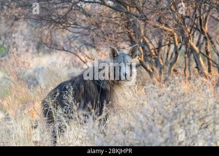 Namibia, Privatreservat, Braunhyäne oder Strandwolf (Parahyena brunnea, vor Hyena brunnea), gefangen Stockfoto