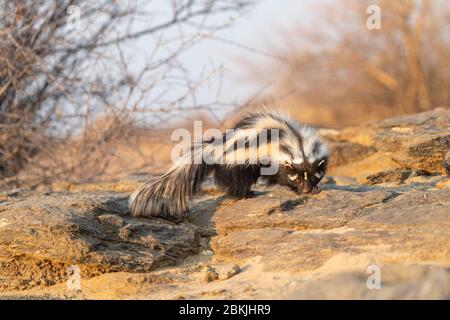 Namibia, Private Reserve, Gestreifter Polecat oder Afrikanischer Polecat (Ictonyx striatus) , gefangen Stockfoto