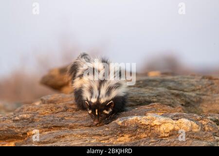 Namibia, Private Reserve, Gestreifter Polecat oder Afrikanischer Polecat (Ictonyx striatus) , gefangen Stockfoto