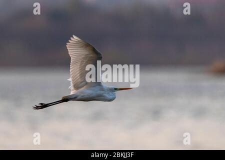 China, Henan ptovince, Sanmenxia, Großreiher (Ardea alba), im Flug Stockfoto
