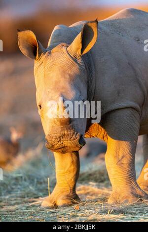 Namibia, Privatreservat, Weißnashorn oder Vierecknashorn (Ceratotherium simum), jung, gefangen Stockfoto