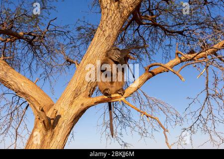 Namibia, Privatreservat, Chacma oder Chacma Pavian (Papio ursinus), Jungen spielen in einem Baum Stockfoto