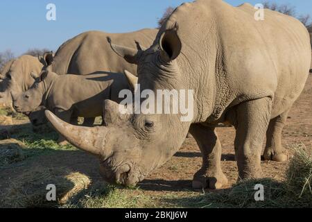 Namibia, Privatreservat, Weißnashorn oder quadratisches Nashorn (Ceratotherium simum), Erwachsene und Jugendliche, Rettungszentrum, Gefangener Stockfoto