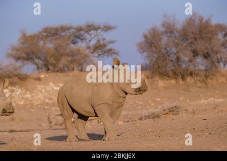 Namibia, Privatreservat, Weißnashorn oder Vierecknashorn (Ceratotherium simum), jung, gefangen Stockfoto