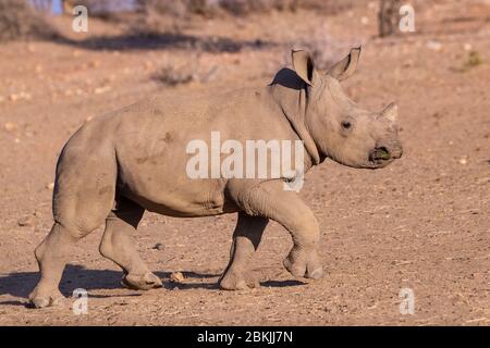 Namibia, Privatreservat, Weißnashorn oder Vierecknashorn (Ceratotherium simum), jung, gefangen Stockfoto