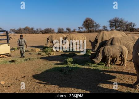 Namibia, Privatreservat, Weißnashorn oder quadratisches Nashorn (Ceratotherium simum), Erwachsene und Jugendliche, Rettungszentrum, Gefangener Stockfoto