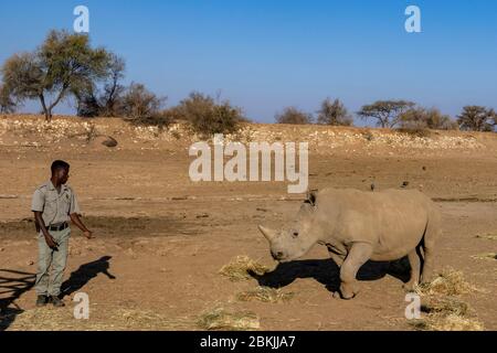 Namibia, Privatreservat, Weißnashorn oder quadratisches Nashorn (Ceratotherium simum), Erwachsene und Jugendliche, Rettungszentrum, Gefangener Stockfoto