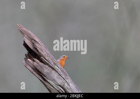 Frankreich, Sarthe , Rouesse Vasse, Hain, Rotkehlchen (Erithacus rubecula) Stockfoto