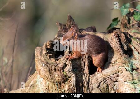 Frankreich, Sarthe , Rouesse Vasse, Hain, Rothörnchen (Sciurus vulgaris) Stockfoto