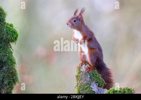 Frankreich, Sarthe , Rouesse Vasse, Hain, Rothörnchen (Sciurus vulgaris) Stockfoto