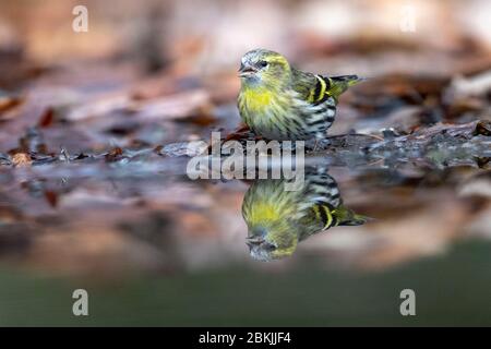 Frankreich, Sarthe , Rouesse Vasse, Hain, eurasische Siskin (Spinus spinus) Stockfoto