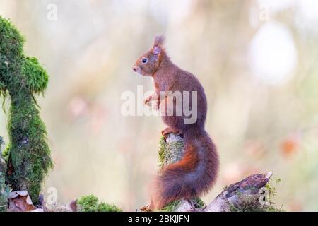 Frankreich, Sarthe , Rouesse Vasse, Hain, Rothörnchen (Sciurus vulgaris) Stockfoto