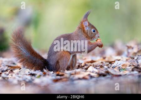 Frankreich, Sarthe , Rouesse Vasse, Hain, Rothörnchen (Sciurus vulgaris) Stockfoto