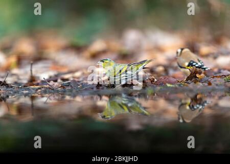 Frankreich, Sarthe , Rouesse Vasse, Hain, eurasische Siskin (Spinus spinus) Stockfoto