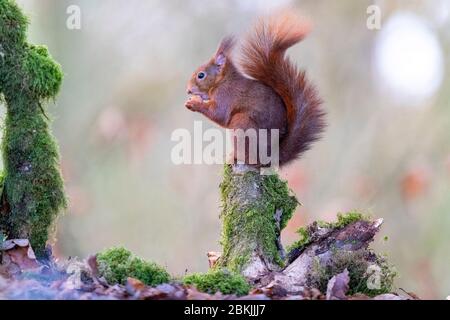 Frankreich, Sarthe , Rouesse Vasse, Hain, Rothörnchen (Sciurus vulgaris) Stockfoto