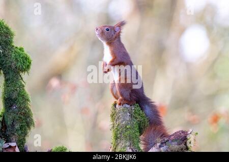 Frankreich, Sarthe , Rouesse Vasse, Hain, Rothörnchen (Sciurus vulgaris) Stockfoto