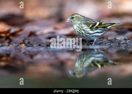 Frankreich, Sarthe , Rouesse Vasse, Hain, eurasische Siskin (Spinus spinus) Stockfoto