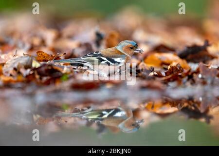 Frankreich, Sarthe , Rouesse Vasse, Hain, Buchfink (Fringilla coelebs), männlich Stockfoto