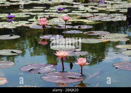 Rosa Seerosenblumen und Seerosenmatten, die im Sommer in einem großen Teich mit selektivem Fokus schweben Stockfoto