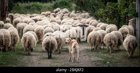 Ein Schäferhund mit sardischen Schafen der autochthonen Rasse in der Region Ogliastra, Sardinien, Italien, Europa Stockfoto