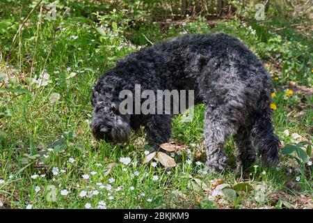 Europa, Luxemburg, Insenborn, Portugiesisch Wasserhund Schnuffeln im Frühling Blumen Stockfoto