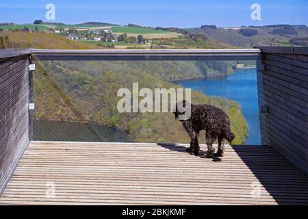 Europa, Luxemburg, Insenborn, Portugiesischer Wasserhund Genießen Sie den Blick auf den Lac Sûre von der Aussichtsplattform Belvédère Stockfoto