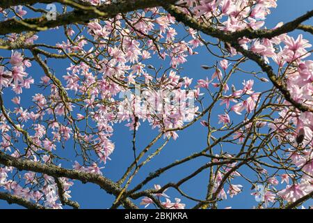 Rosafarbener Magnolienbaum in voller Blüte am blauen Himmel, England, Großbritannien Stockfoto