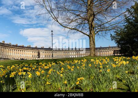 Spring Daffodils im Royal Victoria Park, City of Bath. Der Royal Crescent im Hintergrund. Somerset, England, Großbritannien. Ein UNESCO-Weltkulturerbe. Stockfoto