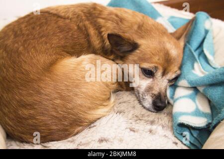 Kleiner kurzhaariger Hund ohne definierte Rasse. Keine Leute Stockfoto